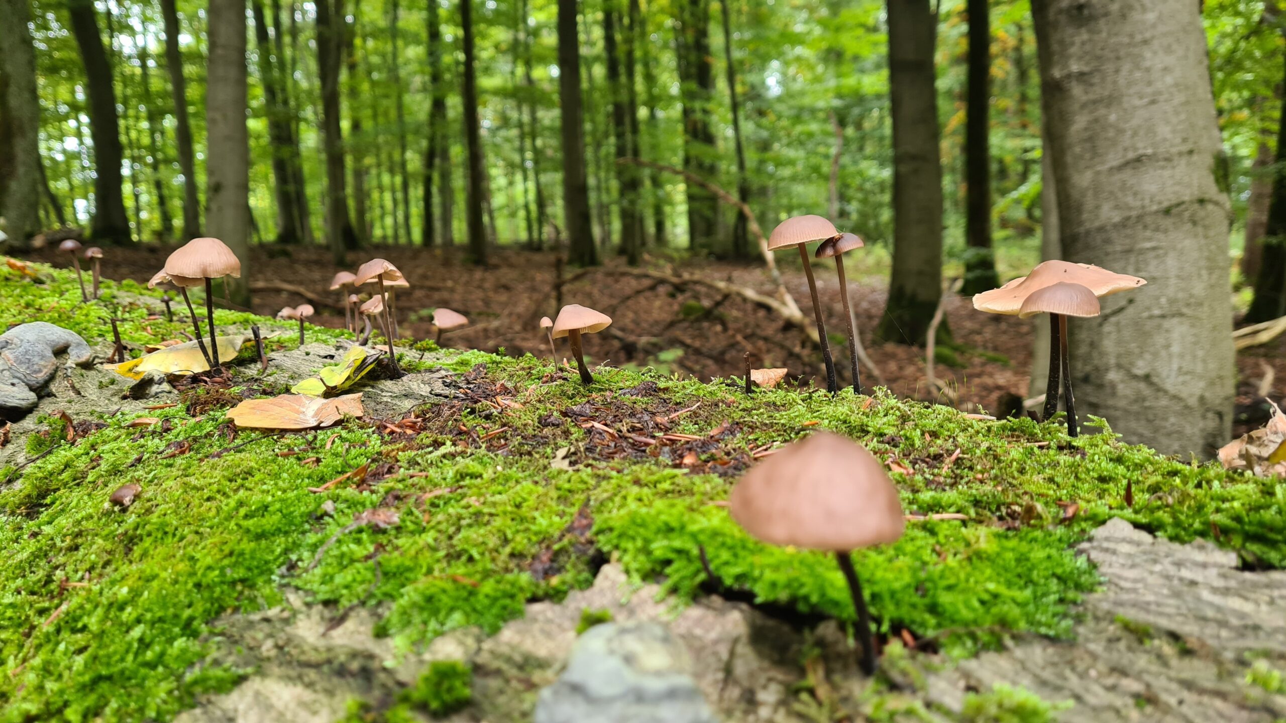 Pilze auf der Qualitätstour Waldläufer (De 6 + LRR)