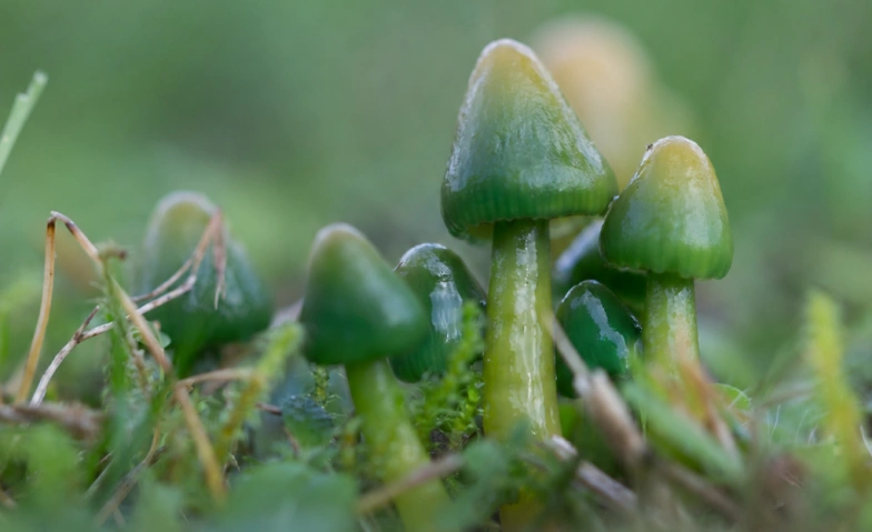 Pilze mal anders! – Pilzpädagogikkurs