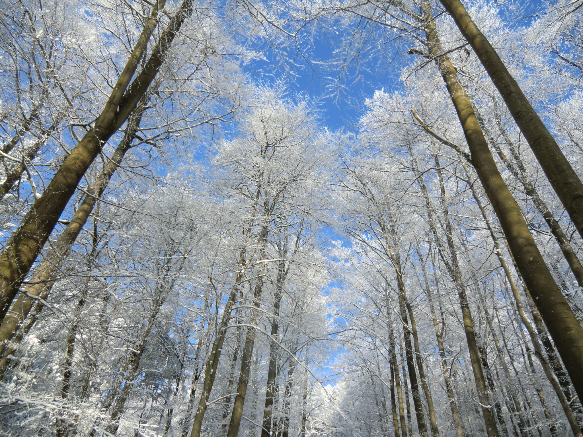 Botanische Exkursion: Dornröschenschlaf – Bäume im Winter
