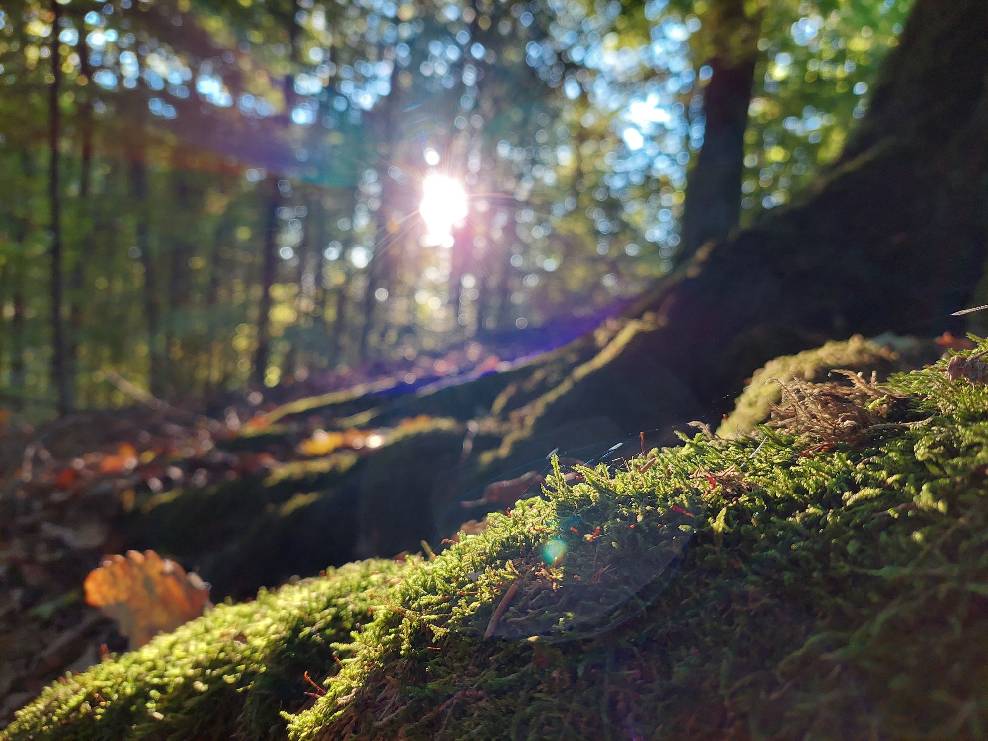 Der Wald und seine Geheimnisse: Vergangenheit und Gegenwart