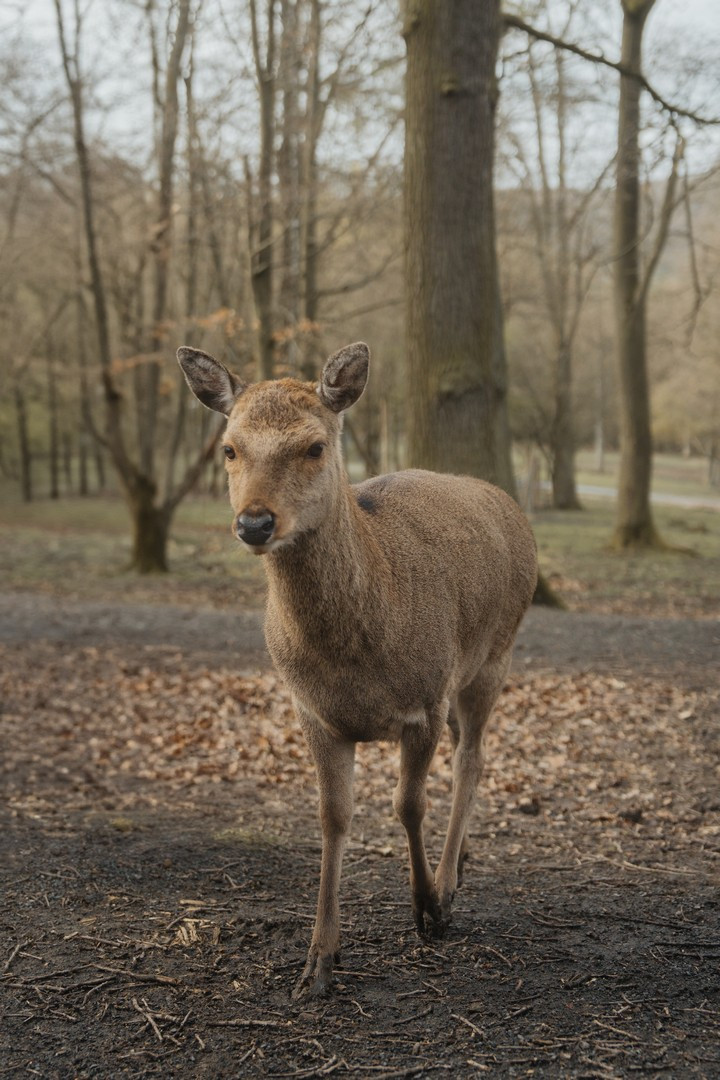 Ferienspieltage „Wild und Wald“ für Kids im Wildpark Knüll