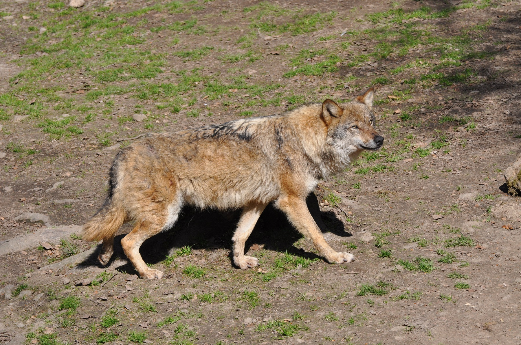 Vorweihnachtliche Familien-Wolfsnacht im Wildpark Knüll
