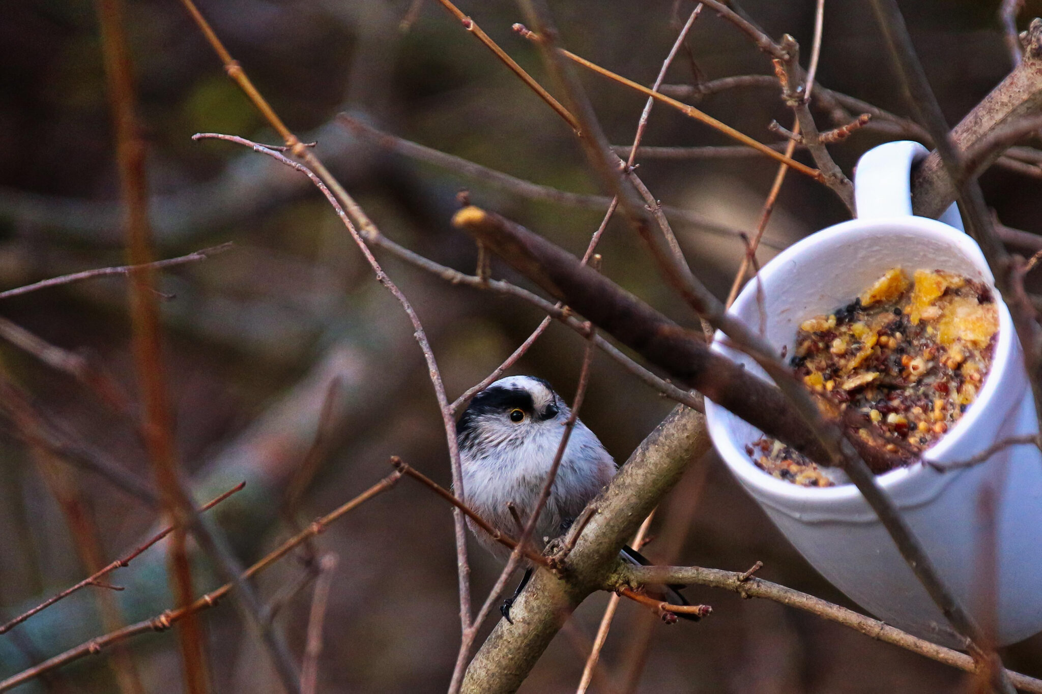 Was schmeckt Amsel, Meise und Co.? - So helfen wir unseren gefiederten Freunden im Winter!