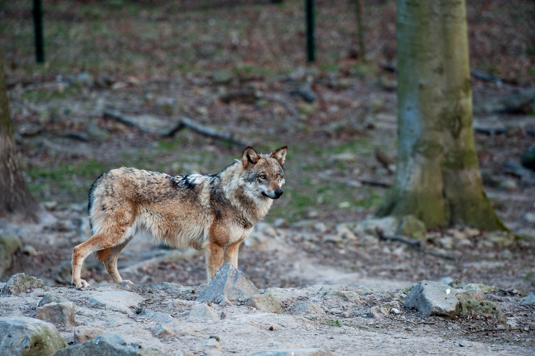 Wolfsnacht im Wildpark Knüll